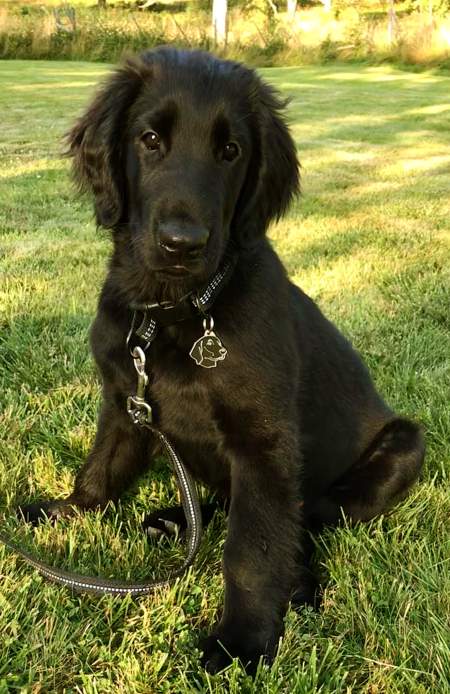 flatcoated retriever se.jpg